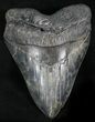 'Stormy Night' Megalodon Tooth - South Carolina #27328-1
